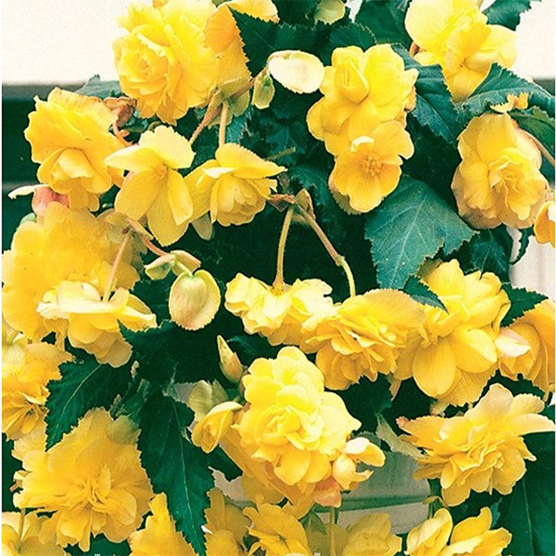 Begonija Cascade Yellow