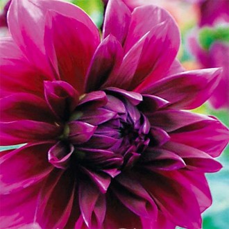 Dahlia Thomas Edison