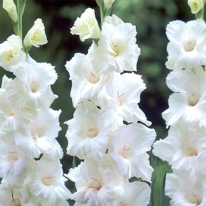 Gladiole White Prosperity