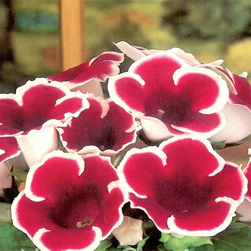 Gloxinia Kaiser Friedrich